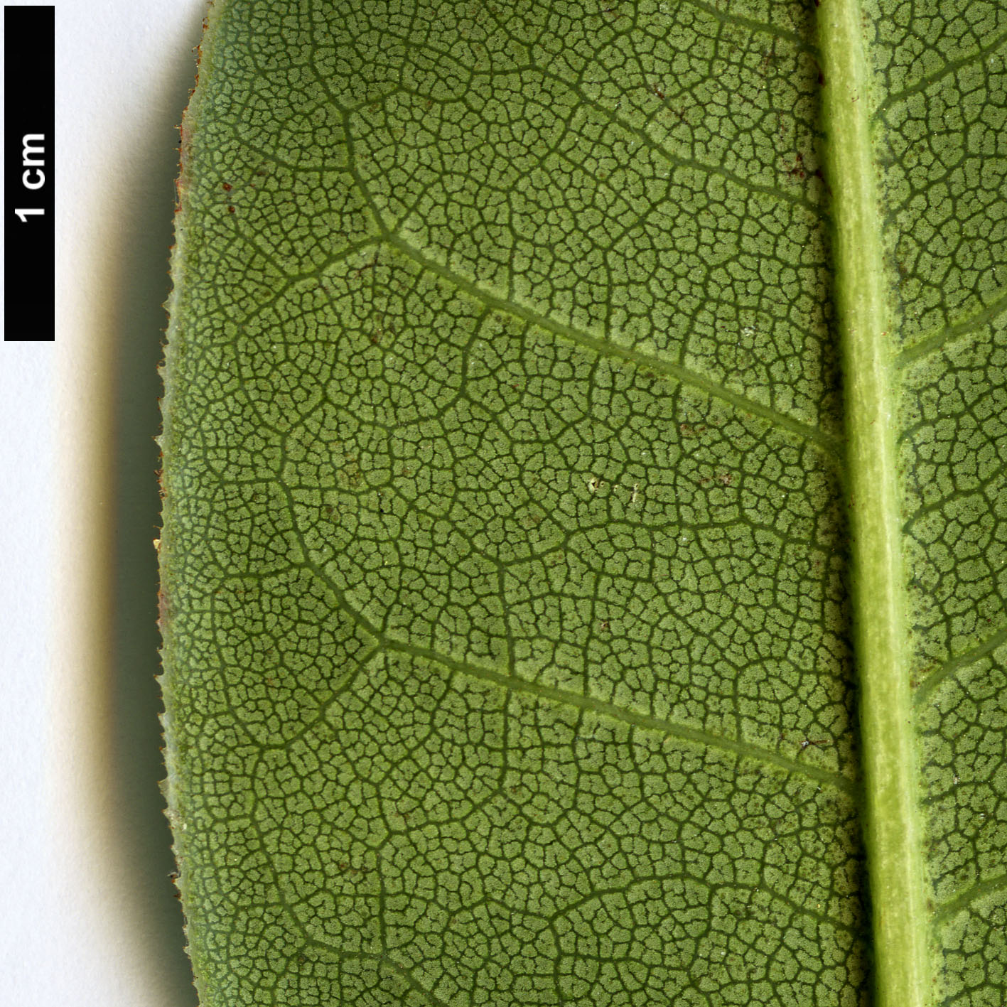 High resolution image: Family: Ericaceae - Genus: Rhododendron - Taxon: irroratum - SpeciesSub: ’Polka Dot’